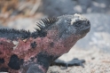 041 MarineIguana06